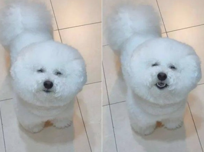 狗子晚上醒来要吃的，铲屎官一看它的脸...笑喷了！