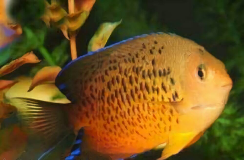 红闪电鱼身份信息