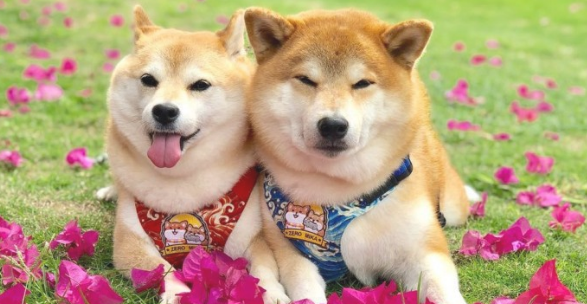 萌宝电动车充电站,柴犬姐弟凭着讨人喜欢的表面吸引住数万粉絲