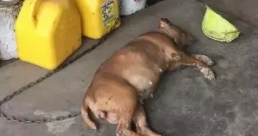 一只对“软垫”迷之热爱的狗狗,背后的原因却让人泪目
