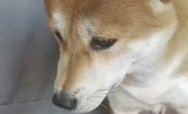 主人家做红烧肉不成功,把黑黢黢的肉端给狗狗吃,狗狗的小表情会亮