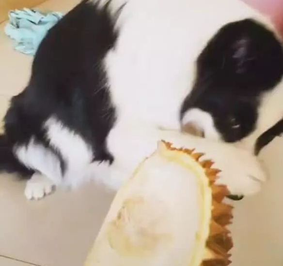 狗狗被主人坑骗闻榴莲皮，捂鼻部十分的成熟，段子手上身！