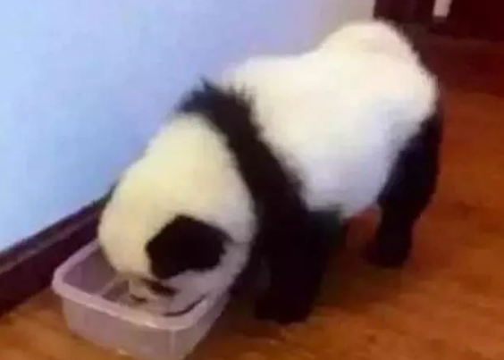 狗狗因长得太像熊猫,被警察登门拜访调查,尴尬误会让人笑喷。