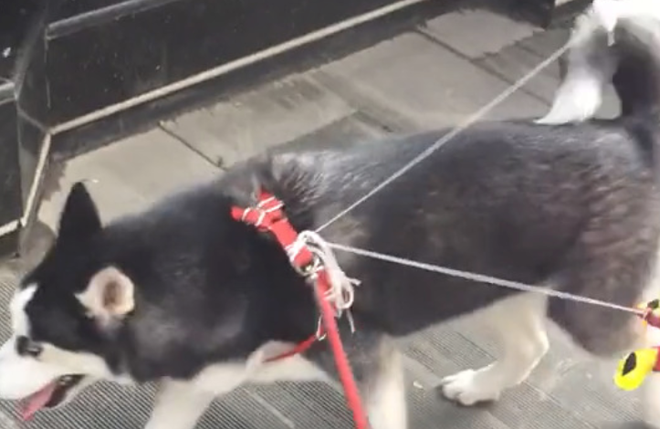 铲屎官使坏恶搞宠物狗狗，在金毛的身上绑气球，二哈羞涩逗笑网民