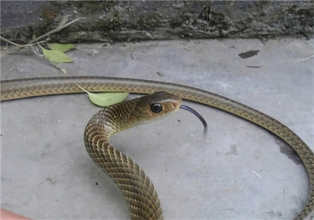 灰鼠蛇身份信息