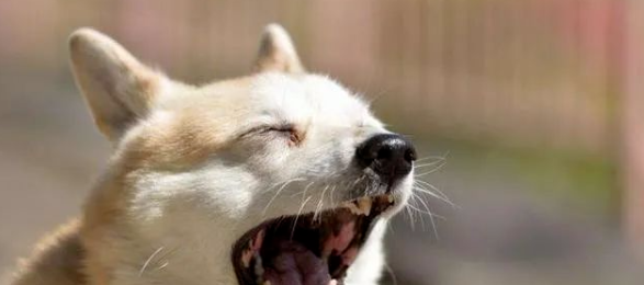 狗狗害怕的8个表现,你还不了解?