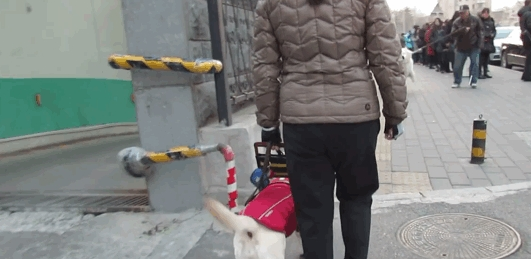 狭路相逢,萨摩耶挑衅导盲犬,导盲犬:你叫累了我再走