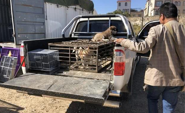 犬市:在成犬区域展示的哈士奇幼犬,比大狗更引人注目!