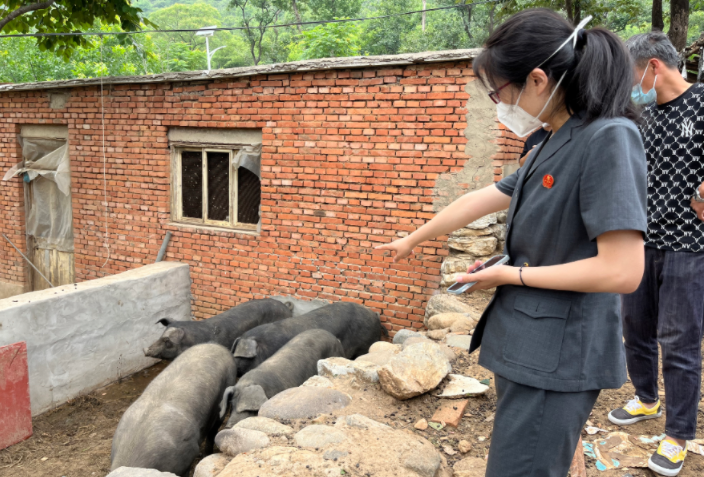 两条宠物犬咬伤邻家六头猪,犬主人该如何赔偿?
