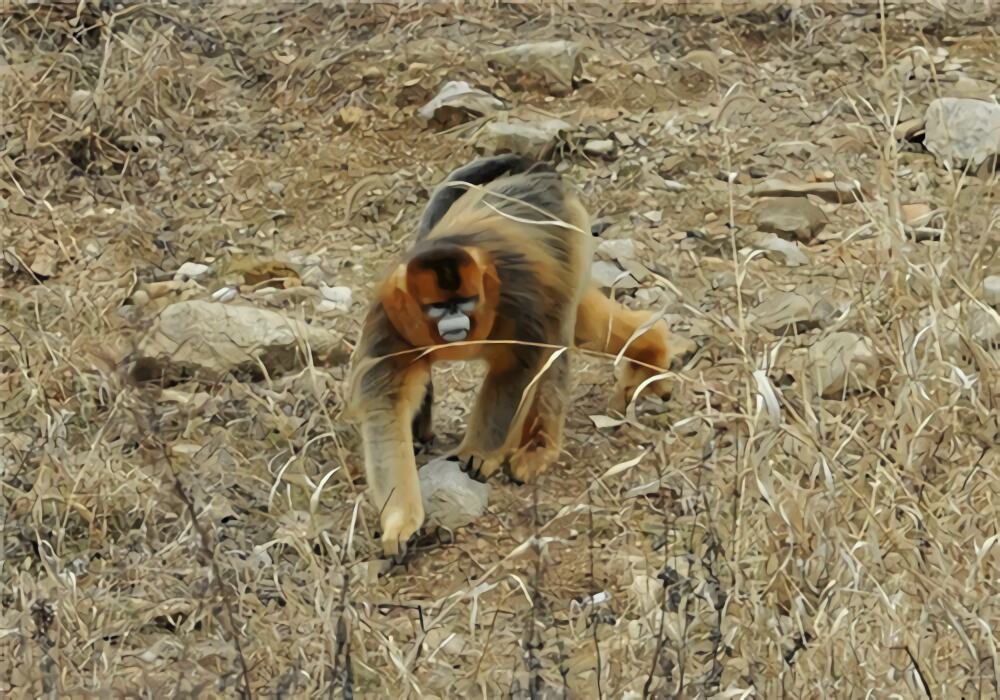 金丝猴身份信息