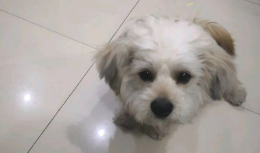 女生顺手把自己狗子丢在马路边，随后又对小家伙说：你“随意”了