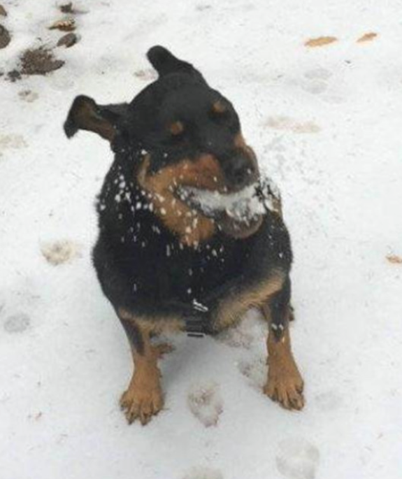 带狗去雪地训炼,刚朝狗扔了个雪球,就被它成功抓住
