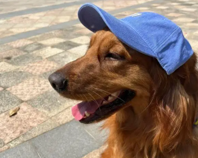 女子遛狗捡到消防犬，巧用自家狗为“诱饵”送回