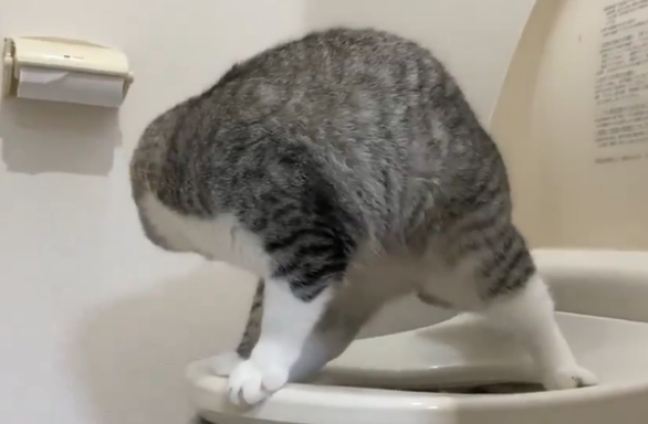 主人撞见猫咪在马桶上便便,动作熟练!网友:赶紧拿给我家狗看!
