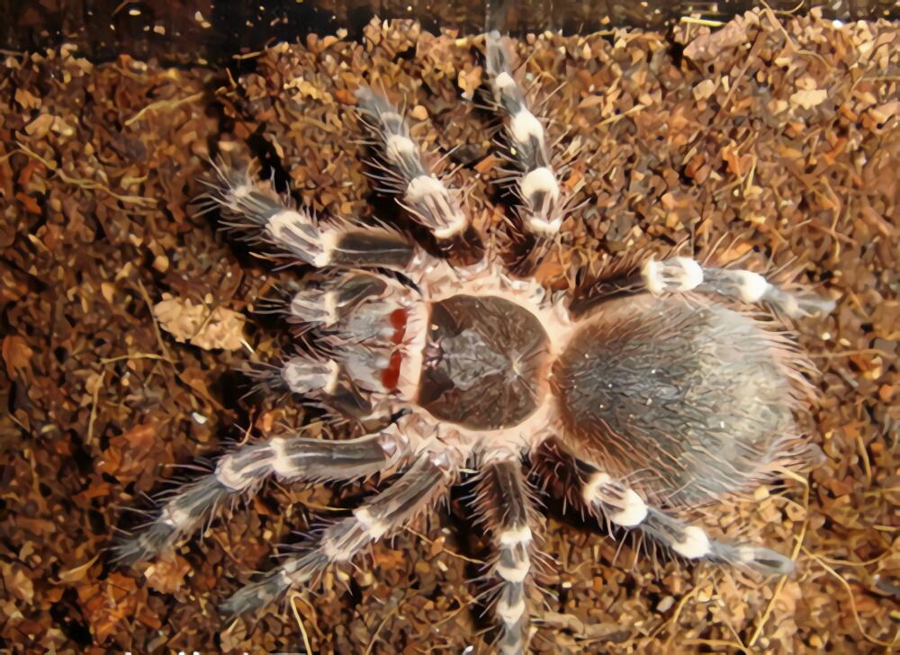 巴西黑白脚身份信息