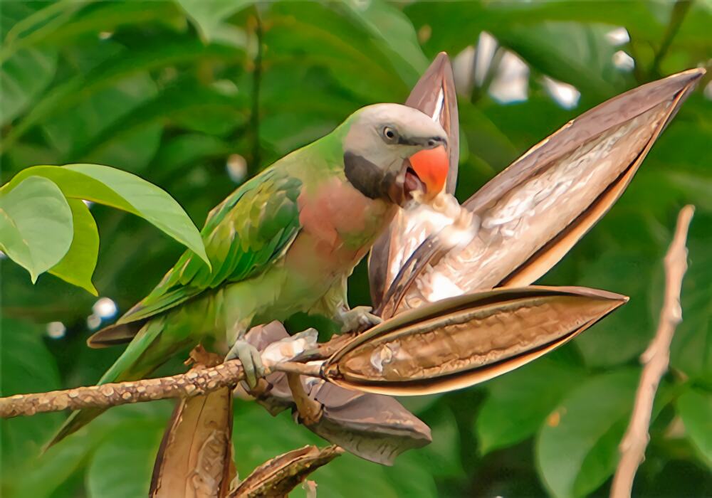 大绯胸鹦鹉身份信息