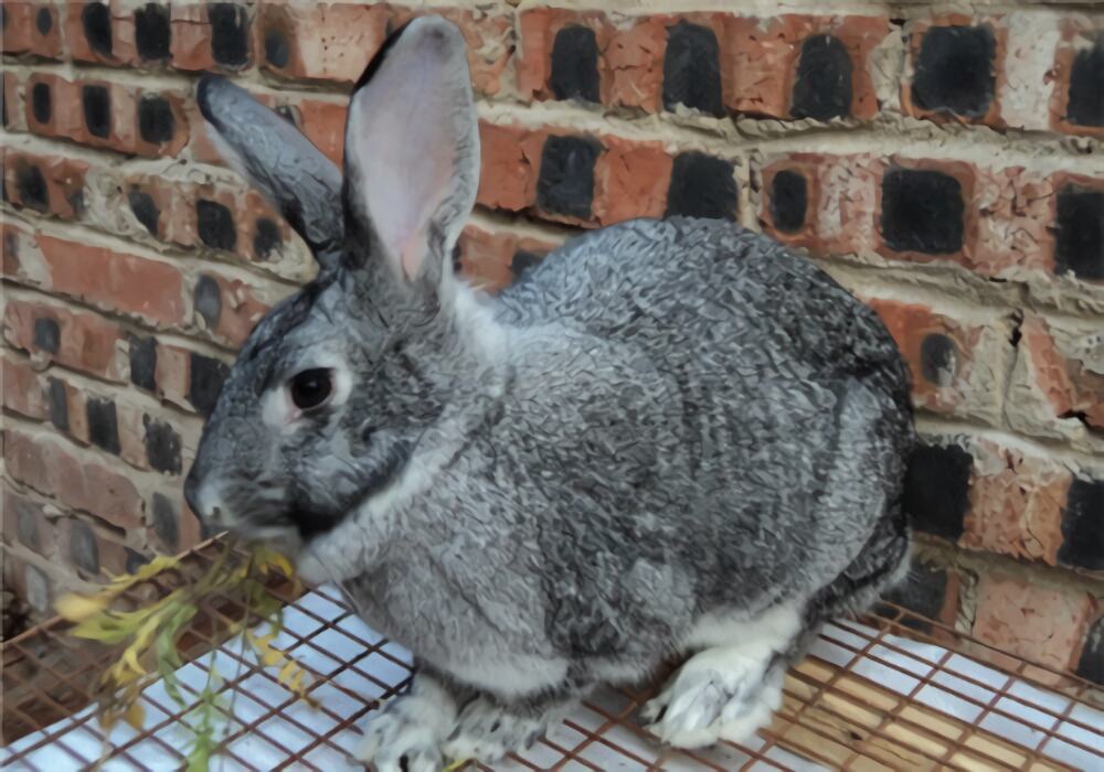 青紫蓝兔身份信息