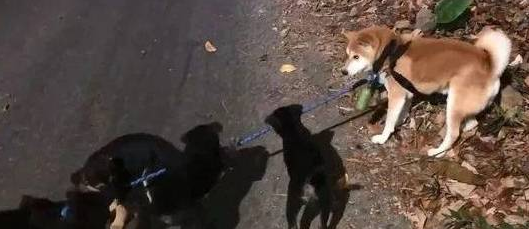 柴犬散步被小黑狗围攻,结果它的反应笑喷了