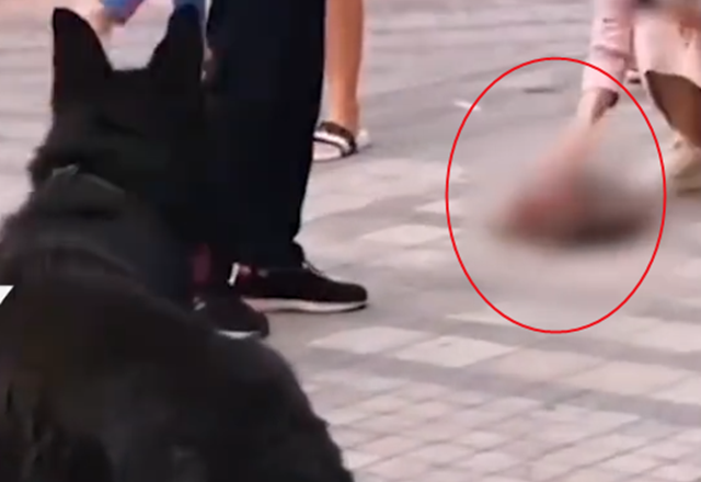 大狗咬死未拴绳泰迪,其主人持刀砍死大狗,目击:现场十分凶狠