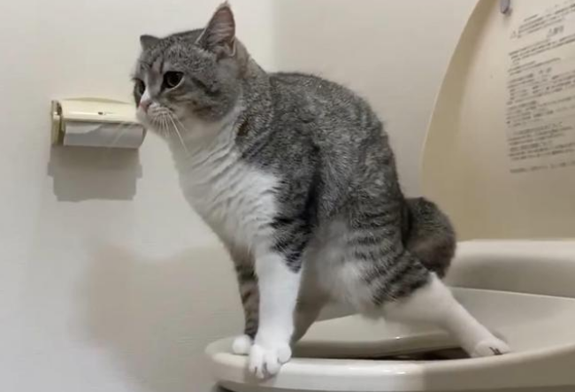 主人撞见猫咪在马桶上便便,动作熟练!网友:赶紧拿给我家狗看!