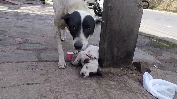 母犬当街求助,脚底平躺着一动不动的小奶狗