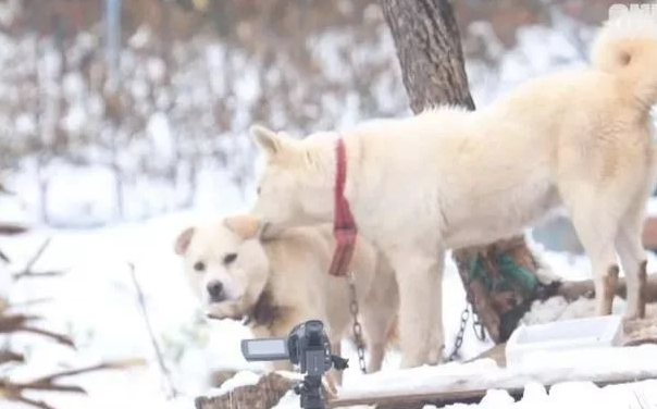 小狗将食材分到流浪犬,还让流浪犬睡在狗狗的窝里,它却躺在外边留宿