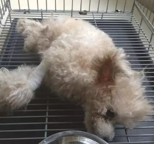 狗狗因粉碎大花瓶被主人踢偏瘫,送医院询价采购后转头离去,心痛