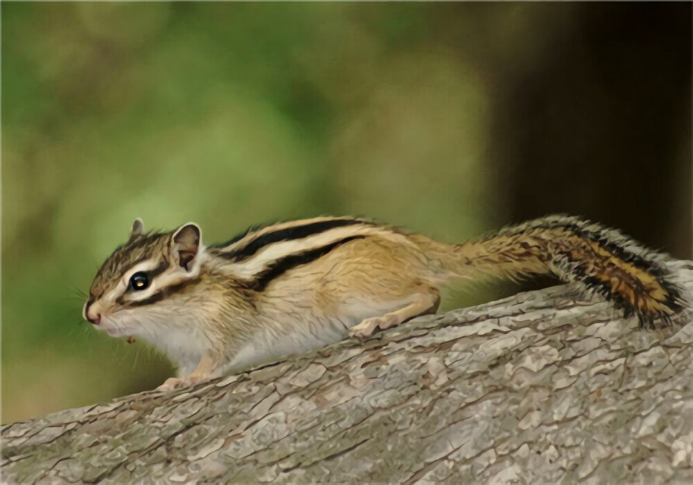 金花鼠身份信息