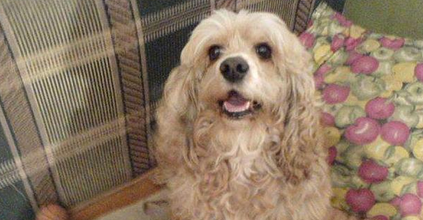 火锅串串比不上品种狗?可客观事实并不是这样,前面一种不但身体素质更强,长相也变化多端