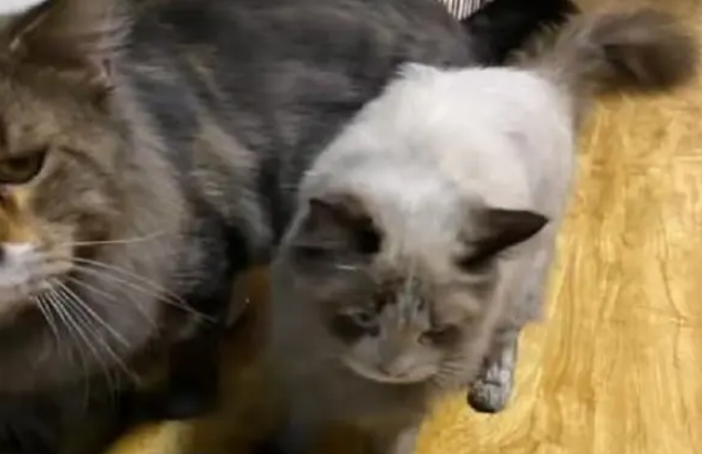 猫咪私自开电磁炉，厨房浓烟引来物业，猫跟房子差点没了