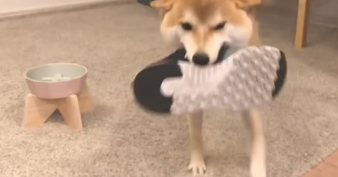 主人家带男朋友回家了,結果靴子却被柴犬藏起來,狗:别回来了