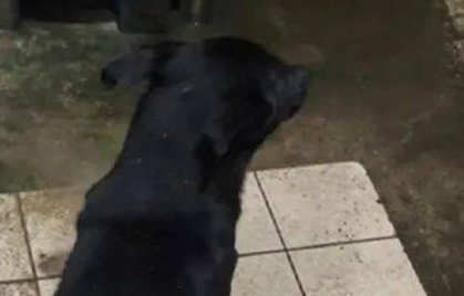 狗子自小喜爱坐水槽玩乐,結果第一次碰到下雨吓住脚软哆嗦:救我!