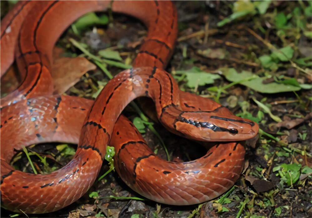 红竹蛇身份信息