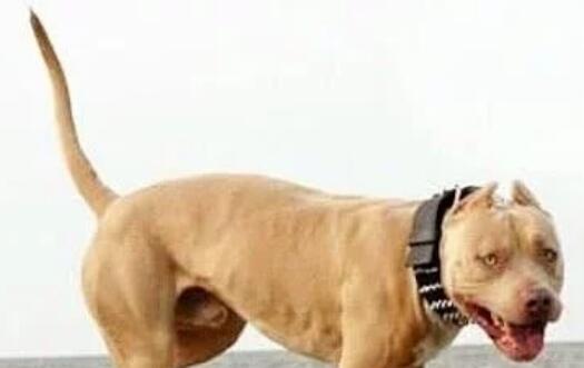 社会平头哥大战凶猛的比特犬, 到底谁更强悍? 结局让人意外
