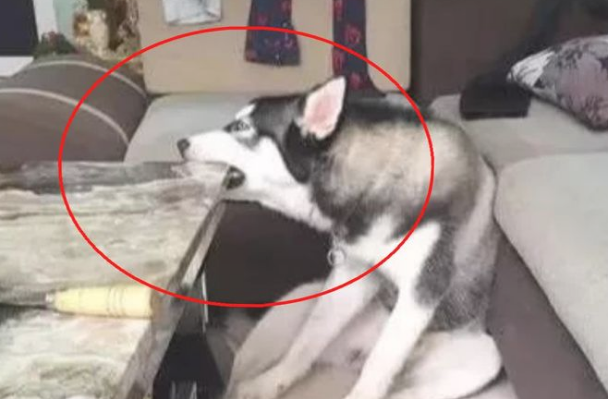 二哈把家中的桌子咬烂,主人换了张天然大理石,让二货猜疑狗生