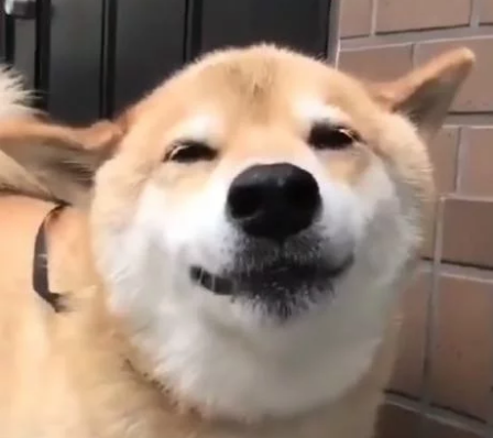 正喝水的柴犬看见宠主后,开心的笑了起来,幸福的样子让人羡慕
