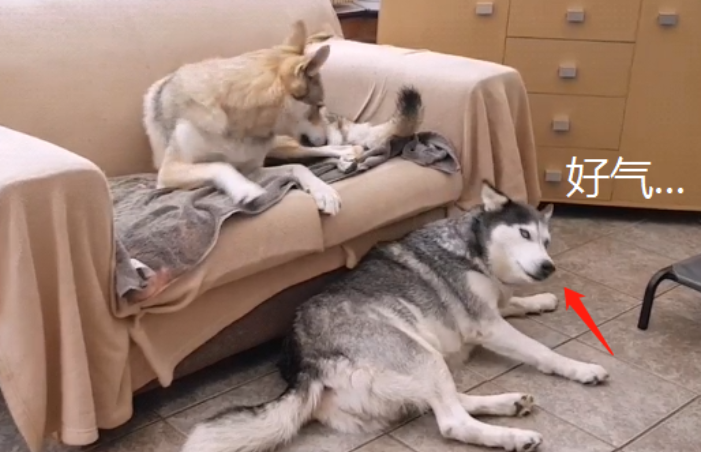 主人家养了狼犬后,二哈的衣食住行就不幸了,狗:管一下下它吧