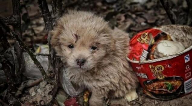 中华田园犬躲在垃圾堆里,畏畏缩缩十分害怕