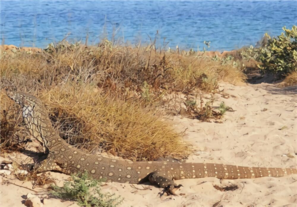 眼斑巨蜥身份信息