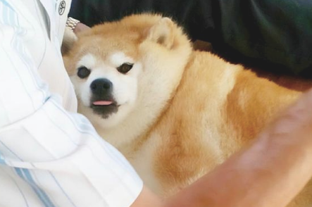 柴犬身体吃得太胖了,但脸却還是不大,它是哪个养猪大户的肉猪啊