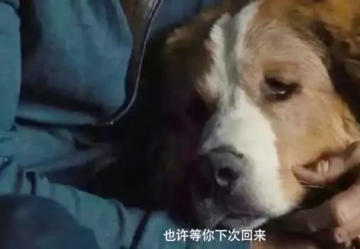 狗狗老了走不动了,主人将它背在背上,即使被尿一身主人也不嫌弃