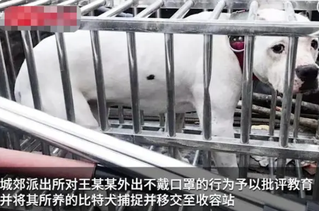 不戴口罩、不牵狗绳?男子遛狗纵容流浪狗被咬死网友:严惩