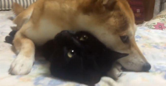 柴犬不把猫咪当回事儿,每日变着花式戏弄猫咪,猫:由谁来拯救朕?