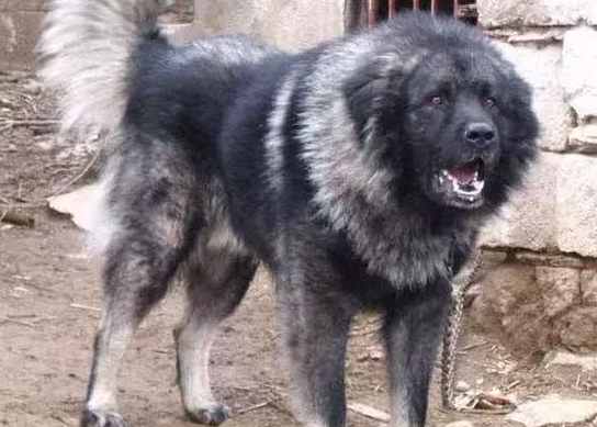 这类超大型犬,外观设计比藏獒凶猛,胆量却比芝小孩小,称为北欧风巨怪