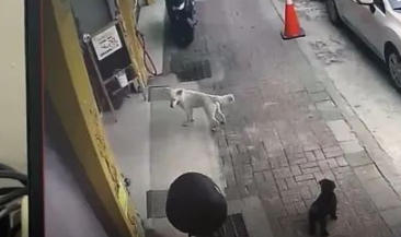 爱犬意外丢失,狗主第二天上班时被告知:有狗找你!