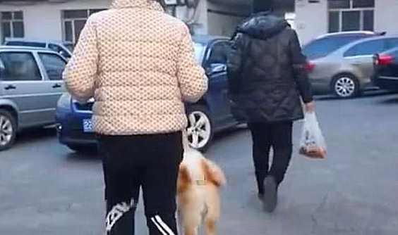 秋田犬走失很多天多亏警察细心照料?主人认领时告知,原为追求异性
