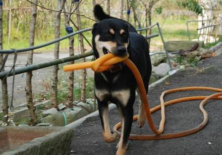 超贴心忠犬听到割草机声音停下 就递茶水