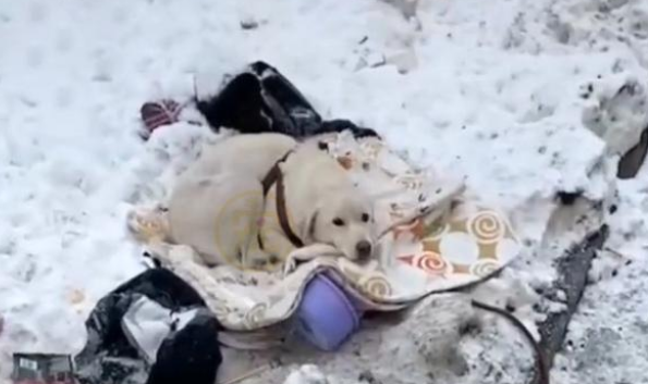 刚生完小狗的拉布拉多犬,被丢在冰天雪地,它的哀嚎声让人心疼
