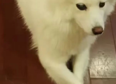 小狗失明后,我为它养了只导盲犬