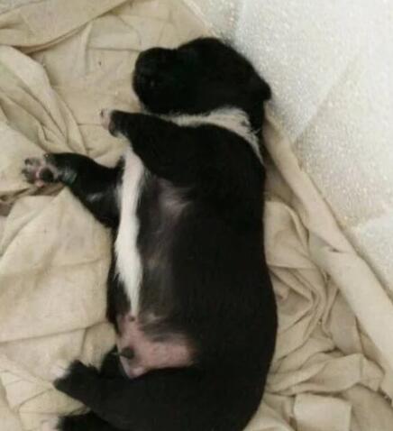 捡了一只流浪狗回家后，第二天发现门口来了几只“兄弟”找它